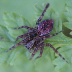 Dirksia cinctipes