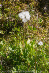 Petasites frigidus