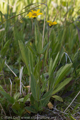 Arnica chamissonis
