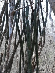 Pilosocereus