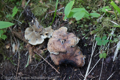 Sarcodon stereosarcinon