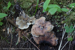 Sarcodon stereosarcinon