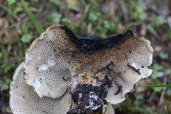 Sarcodon stereosarcinon