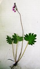 Primula matthioli discolor