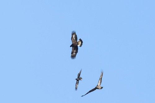 Golden Eagle photographed in New York