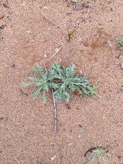 Lessingia germanorum