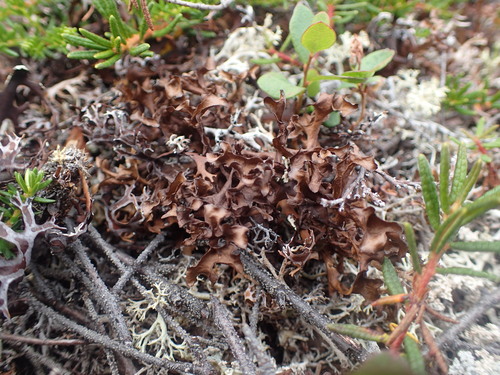 Andrejev's Iceland Lichen