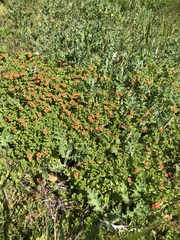 Hypericum anagalloides