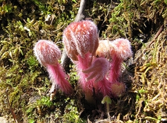 Primula matthioli discolor