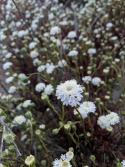 Chaenactis fremontii