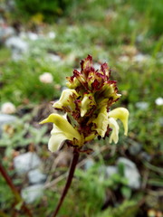 Pedicularis ascendens