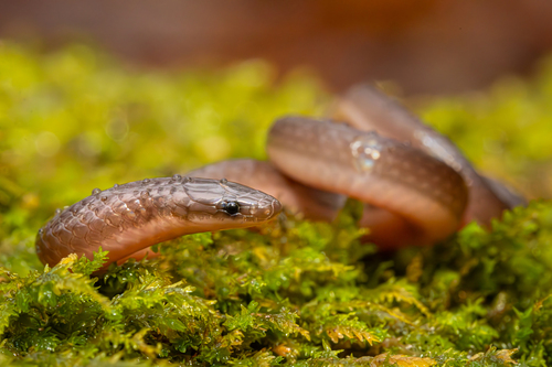 Common Wormsnake (Carphophis amoenus), a species recorded in Virginia
