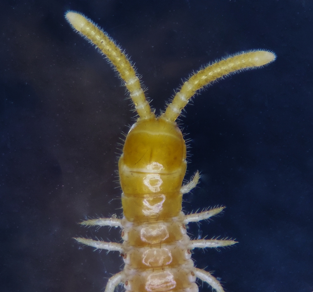 Strigamia hoffmani