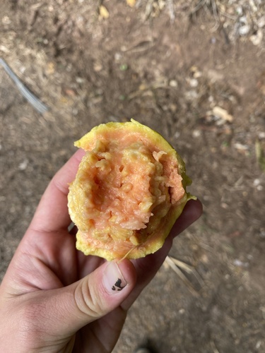 Foto de Goiabeira
