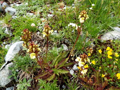 Pedicularis ascendens