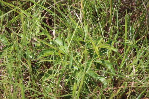 Image of Searsia carnosula by (c) Tony Rebelo, some rights reserved (CC BY-SA)