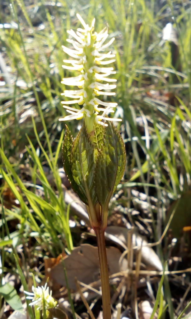 Chloranthus quadrifolius (Chloranthus quadrifolius)