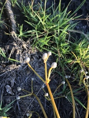 Lithophila radicata
