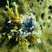 Hyattella cavernosa - Photo (c) spirula, algunos derechos reservados (CC BY-NC)