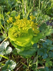 Smyrnium perfoliatum rotundifolium