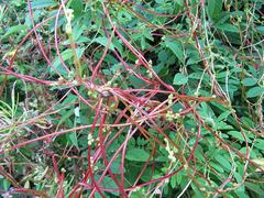 Cuscuta japonica