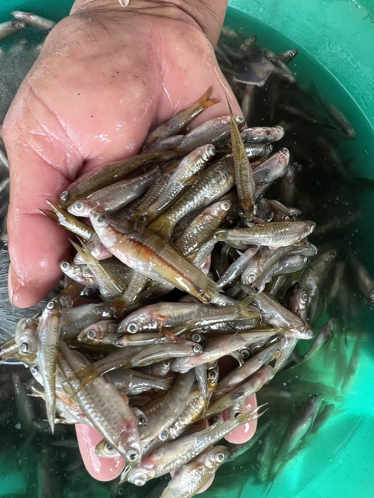 Tawar rasbora (Rasbora tawarensis) — Cyprinidae