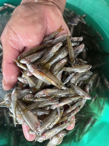 Tawar rasbora (Rasbora tawarensis) — Cyprinidae