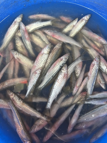 Tawar-rasbora (Rasbora tawarensis) — Cyprinidae