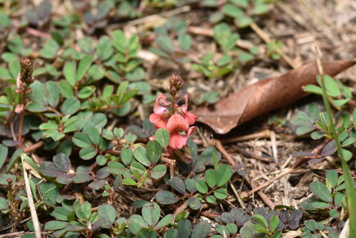 Image of Indigofera hendecaphylla by (c) Yung-Lun Lin, some rights reserved (CC BY)