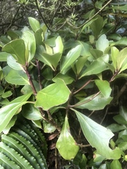 Brachyglottis kirkii