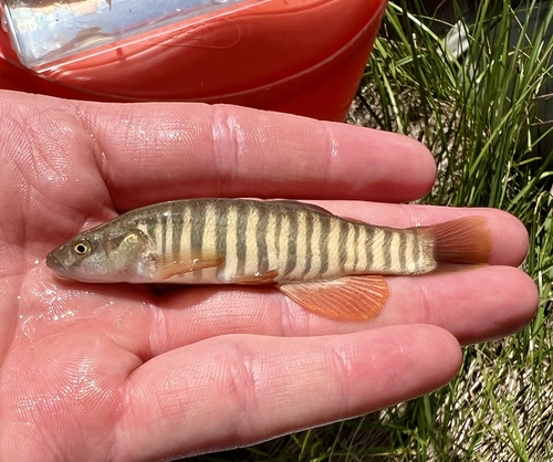 Plains Killifish