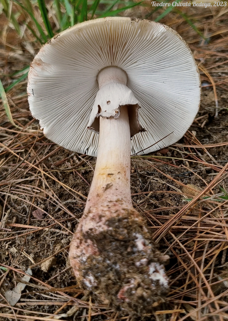 Amanita brunneolocularis · April 2023 · photo: © teodoro_chivatabedoya (iNaturalist, cc-by)