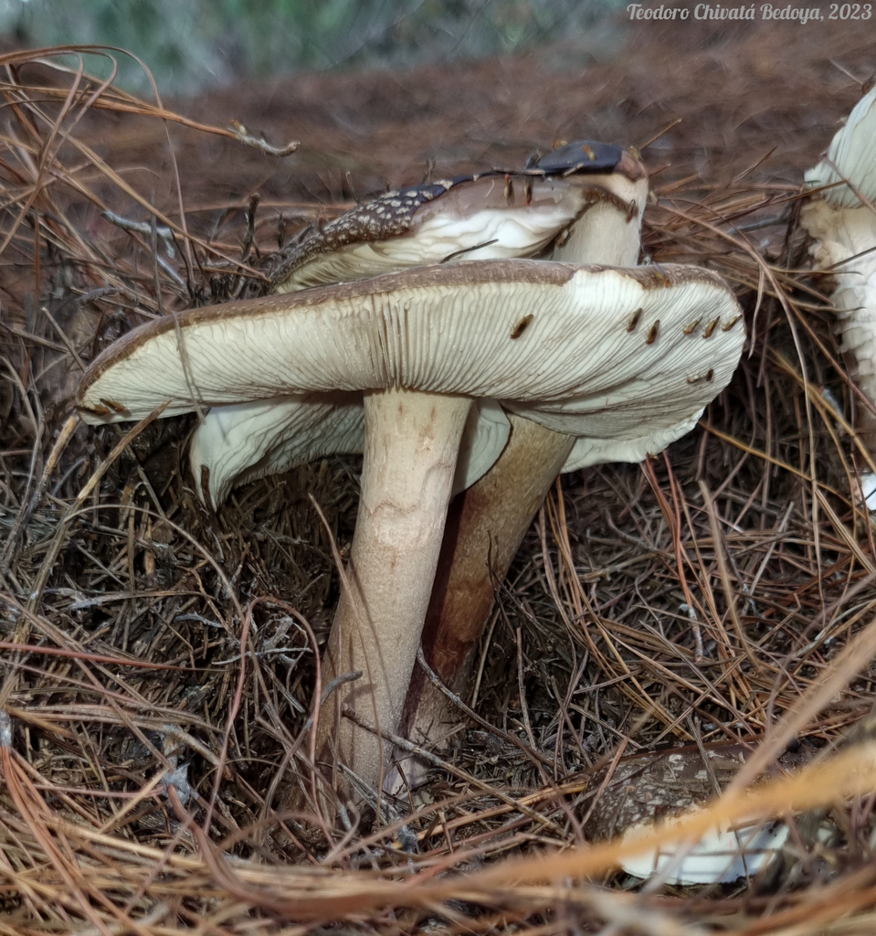 Amanita brunneolocularis