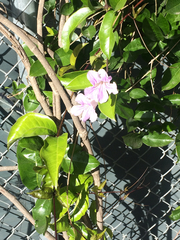 Bignonia callistegioides