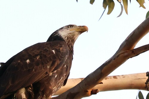 Bald Eagle photographed in California