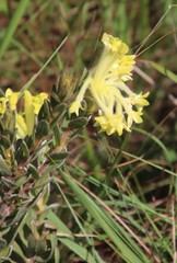 Lasiosiphon anthylloides