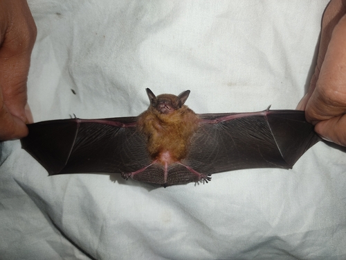 Thomas's Yellow Bat