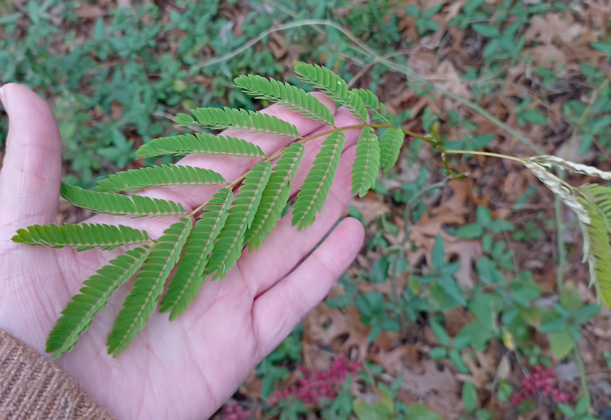 Imagem de Árvore-de-seda
