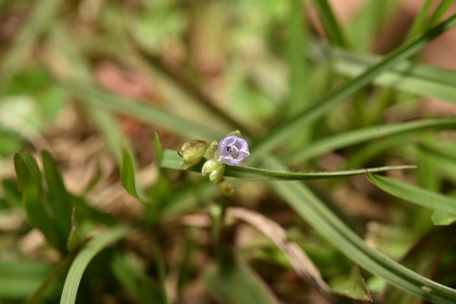 Murdannia loriformis (Murdannia loriformis)