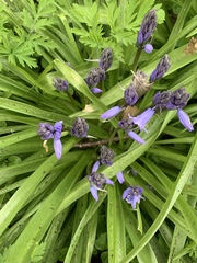 Hyacinthoides non-scripta