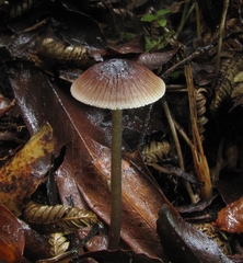 Mycena fuscovinacea