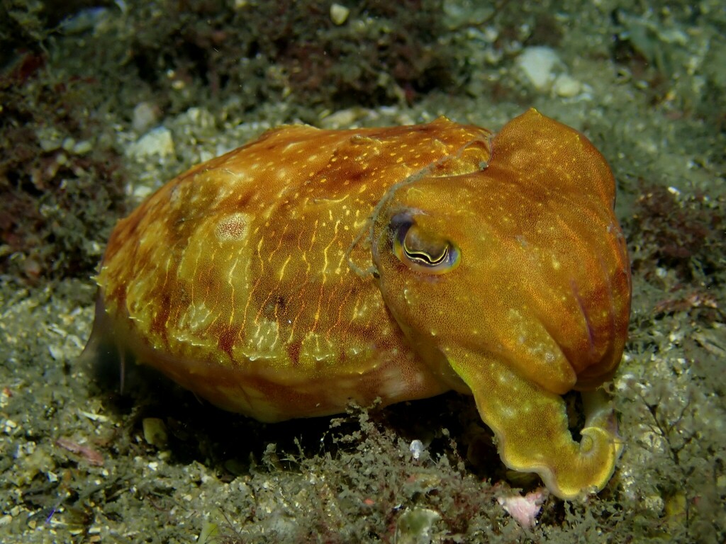 Cuttlefishes from Sydney NSW, Australia on January 3, 2024 at 08:06 AM ...
