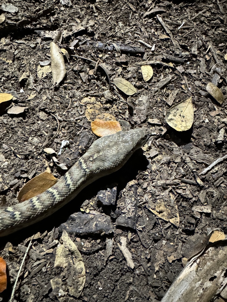 Hispaniolan Boa in January 2024 by Joshua LaPergola · iNaturalist