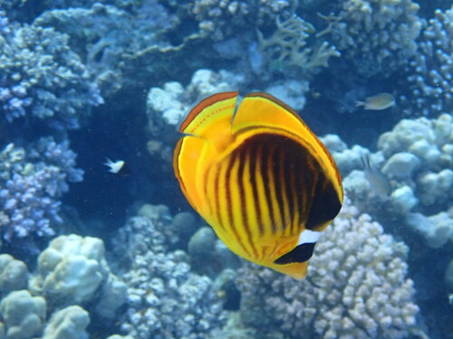 Photo of Diagonal butterflyfish (Chaetodon fasciatus)