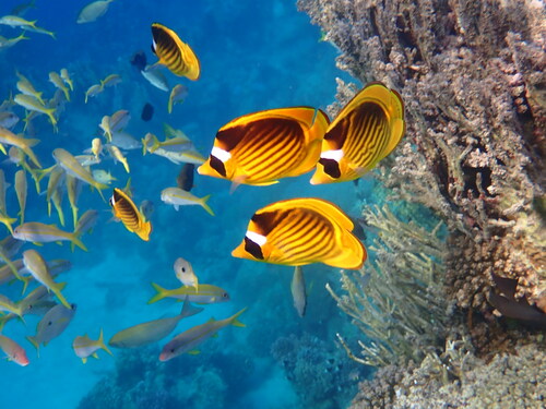 Photo of Diagonal butterflyfish (Chaetodon fasciatus)