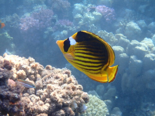 Diagonal butterflyfish (Chaetodon fasciatus) — Chaetodontidae — 4