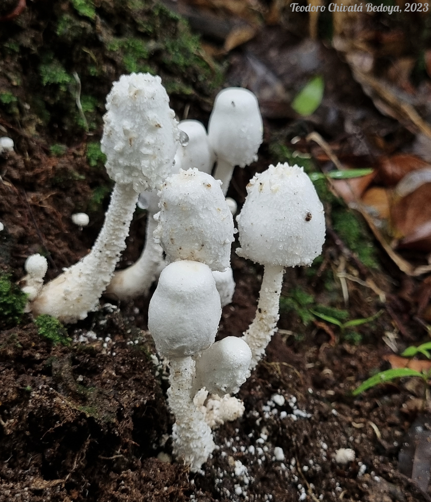 Leucocoprinus cretaceus · April 2023 · photo: © teodoro_chivatabedoya (iNaturalist, cc-by)