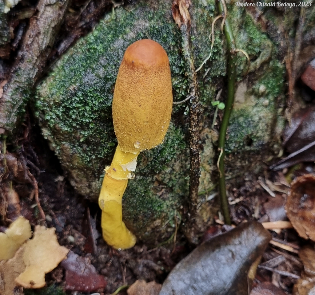 Leucocoprinus brunneoluteus · April 2023 · photo: © teodoro_chivatabedoya (iNaturalist, cc-by)