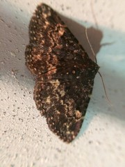 Metalectra diabolica