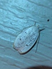 Durrantia piperatella